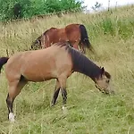 Ein Traum Im Schwarzwald - Mit Megaausblick *