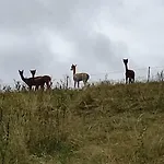 Lejlighed Ein Traum Im Schwarzwald - Mit Megaausblick *