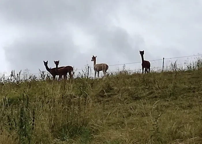 Appartement Ein Traum Im Schwarzwald - Mit Megaausblick *