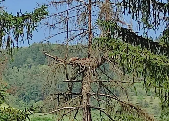 Ein Traum Im Schwarzwald - Mit Megaausblick Appartement Niederdorla